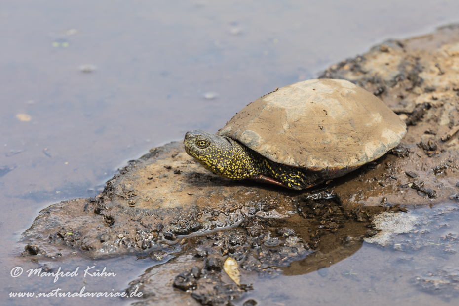 Sumpfschildkröte (Europäische)_0004