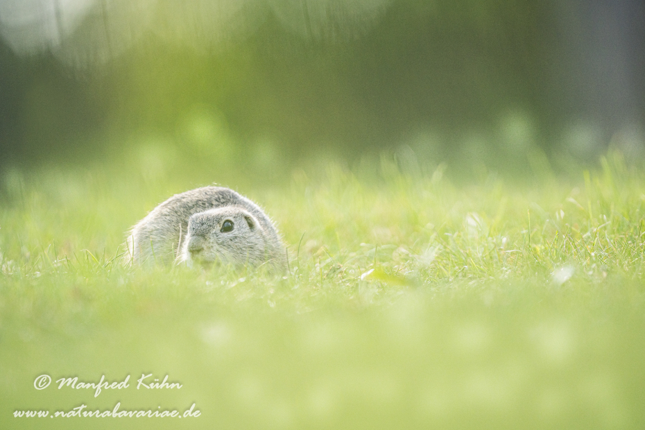 Ziesel ()_0062