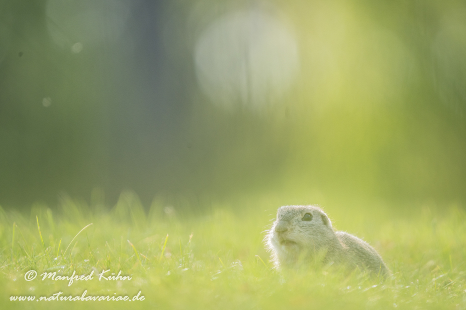 Ziesel ()_0069