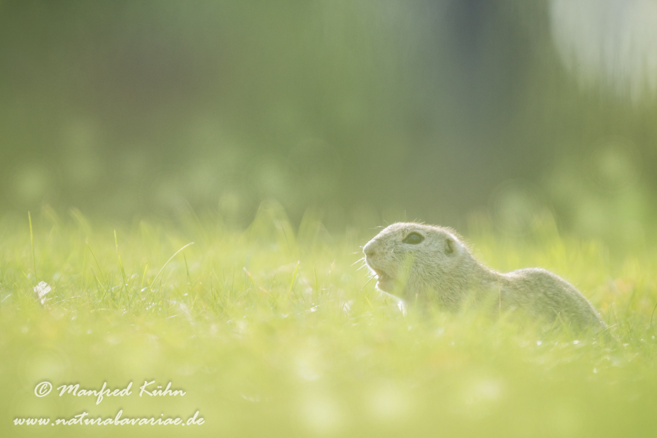 Ziesel ()_0070
