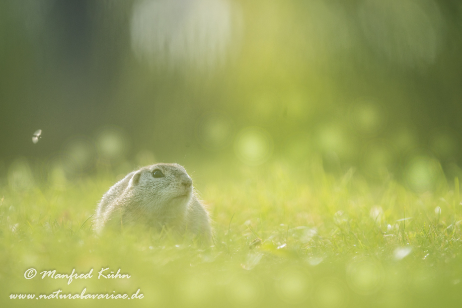 Ziesel ()_0071