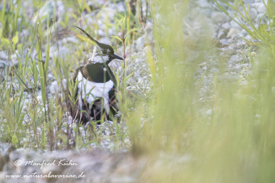 Kiebitz ()_0042