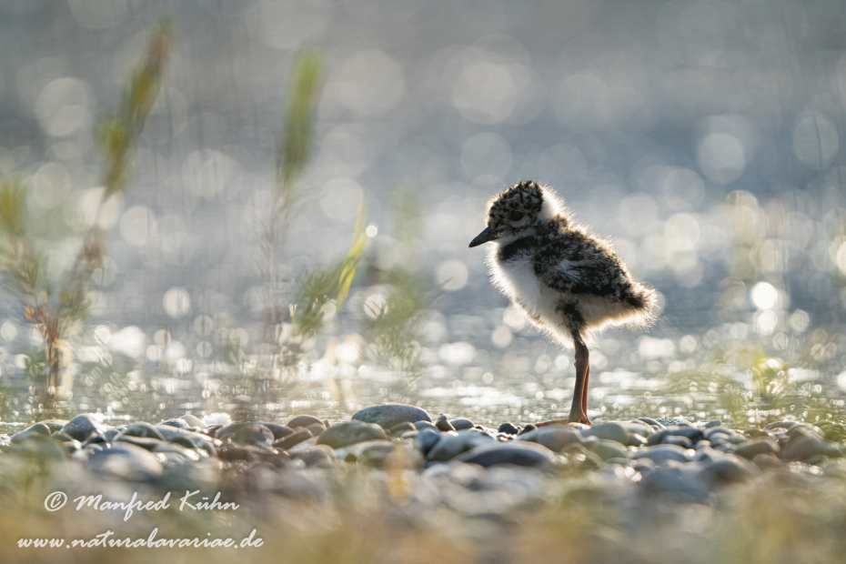 Kiebitz ()_0060