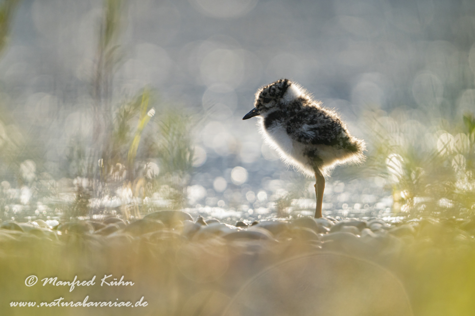 Kiebitz ()_0064