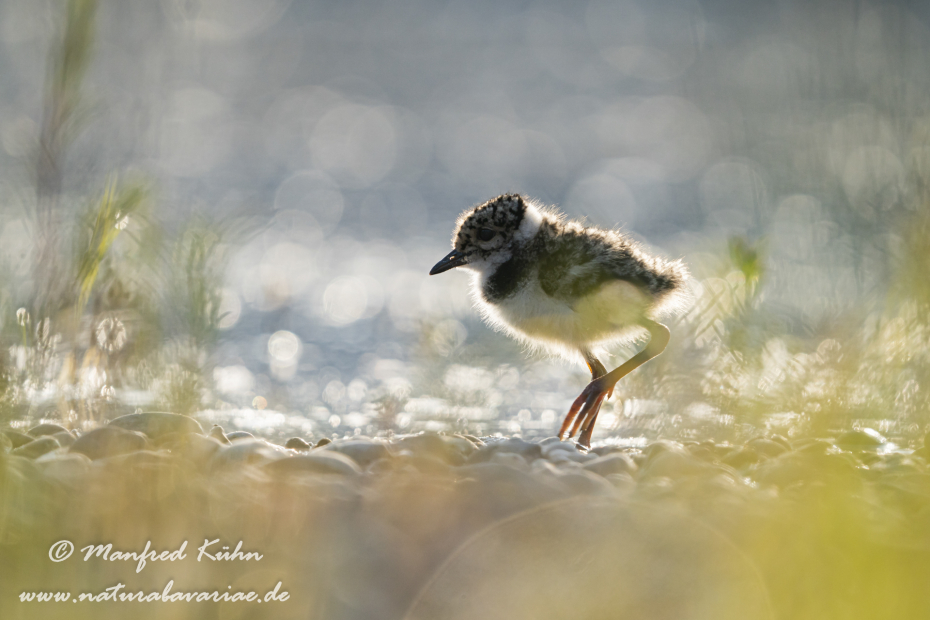 Kiebitz ()_0071