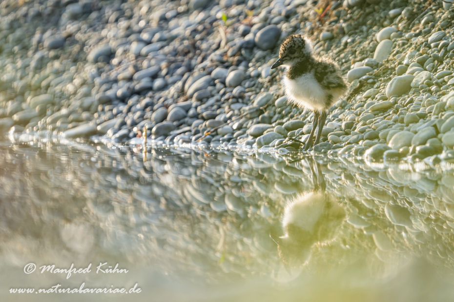 Kiebitz ()_0083