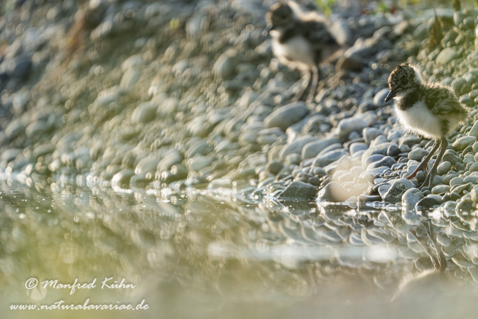Kiebitz ()_0094