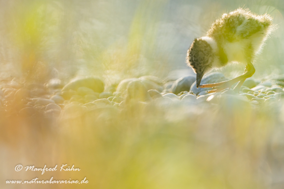 Kiebitz ()_0097