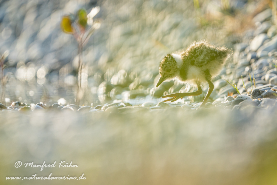 Kiebitz ()_0109