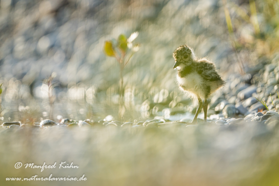 Kiebitz ()_0111