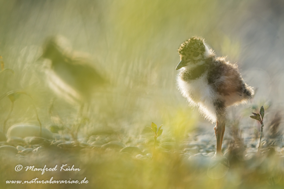Kiebitz ()_0115