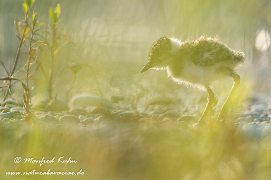 Kiebitz ()_0119