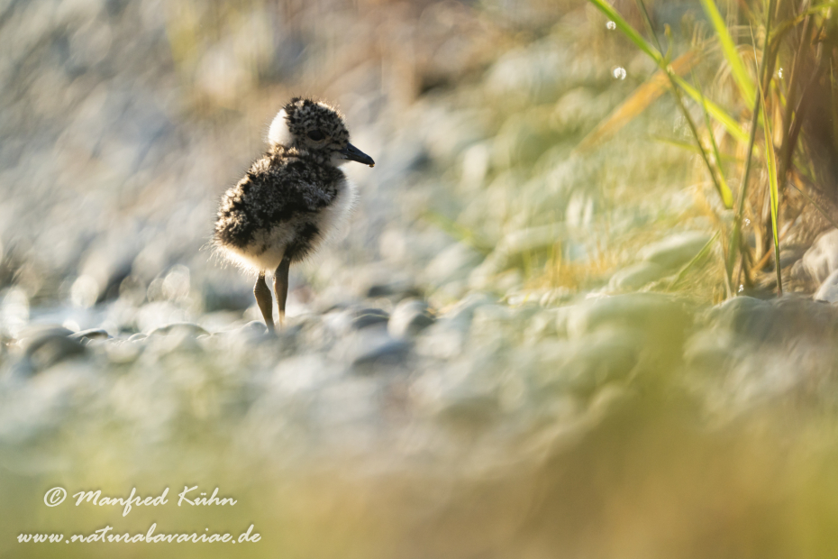 Kiebitz ()_0136