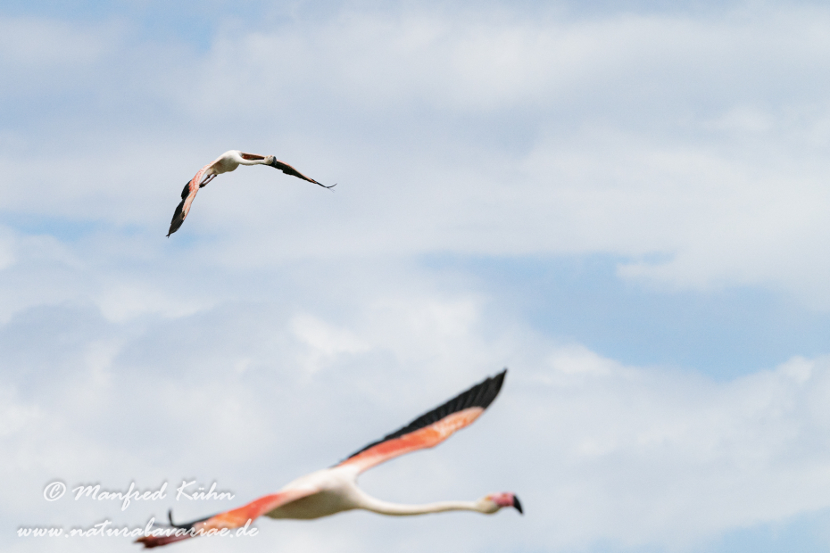 Flamingo (rosa)_0195