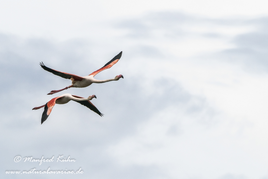 Flamingo (rosa)_0202