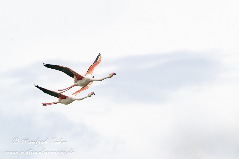 Flamingo (rosa)_0204