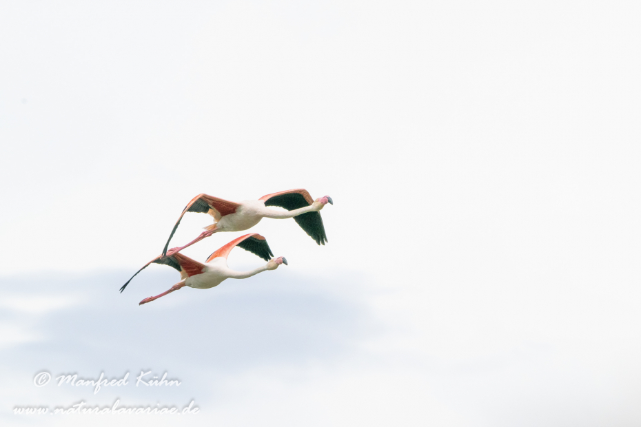 Flamingo (rosa)_0206