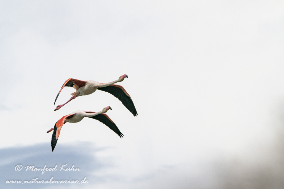 Flamingo (rosa)_0207