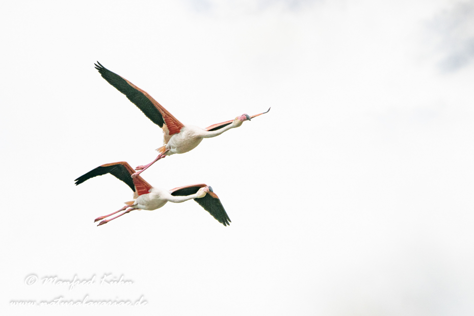 Flamingo (rosa)_0210