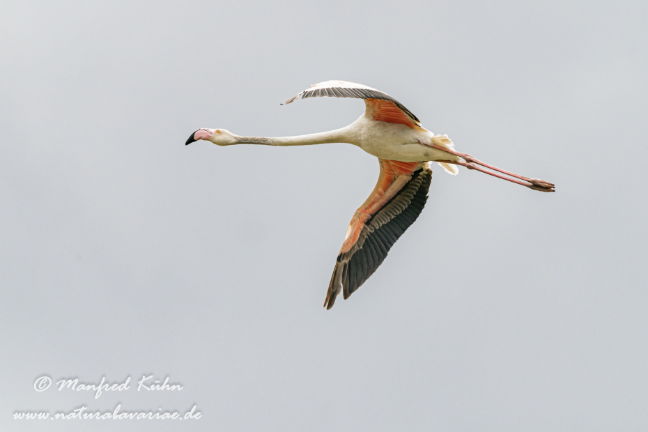 Flamingo (rosa)_0213