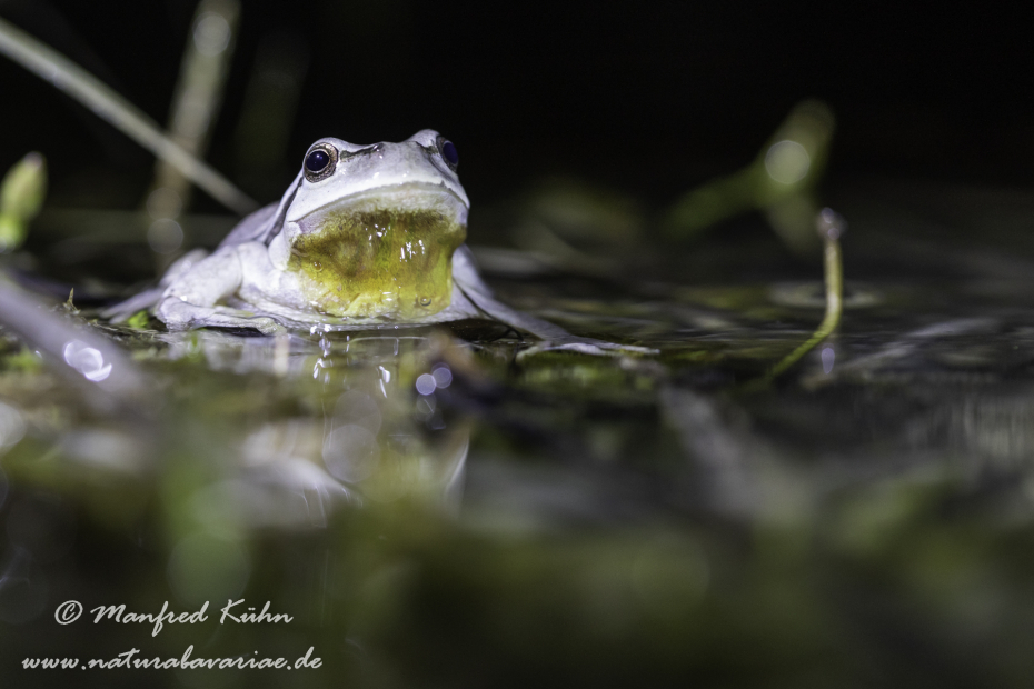 Laubfrosch (Europäischer)_0036