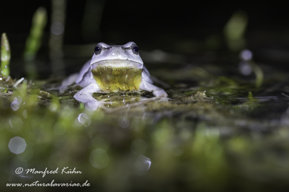 Laubfrosch (Europäischer)_0039