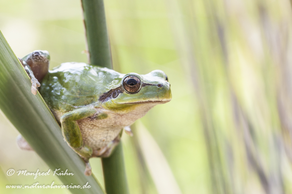 Laubfrosch (Mittelmeer-)_0011