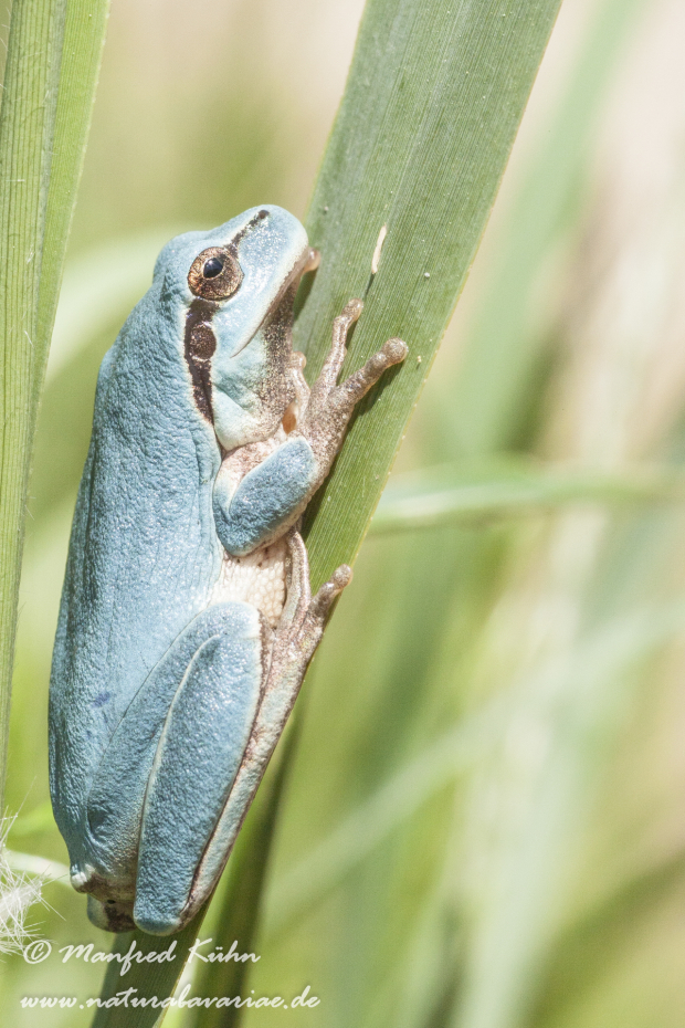 Laubfrosch (Mittelmeer-)_0046