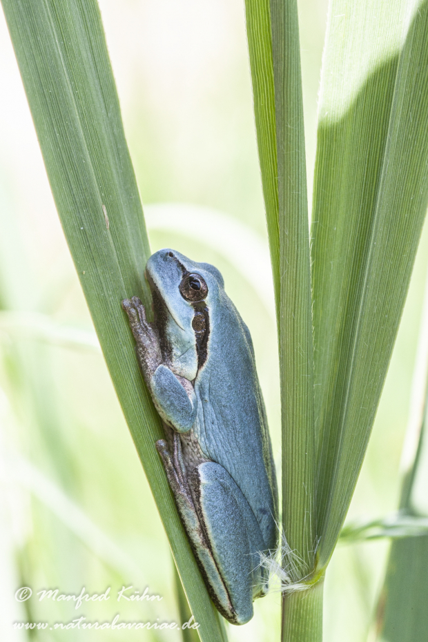 Laubfrosch (Mittelmeer-)_0049