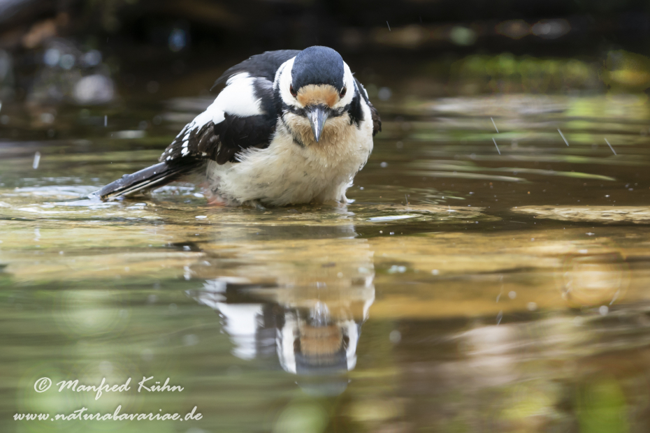 Buntspecht ()_0109