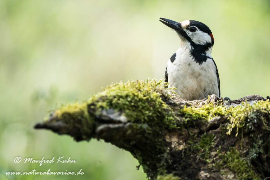 Buntspecht ()_0112