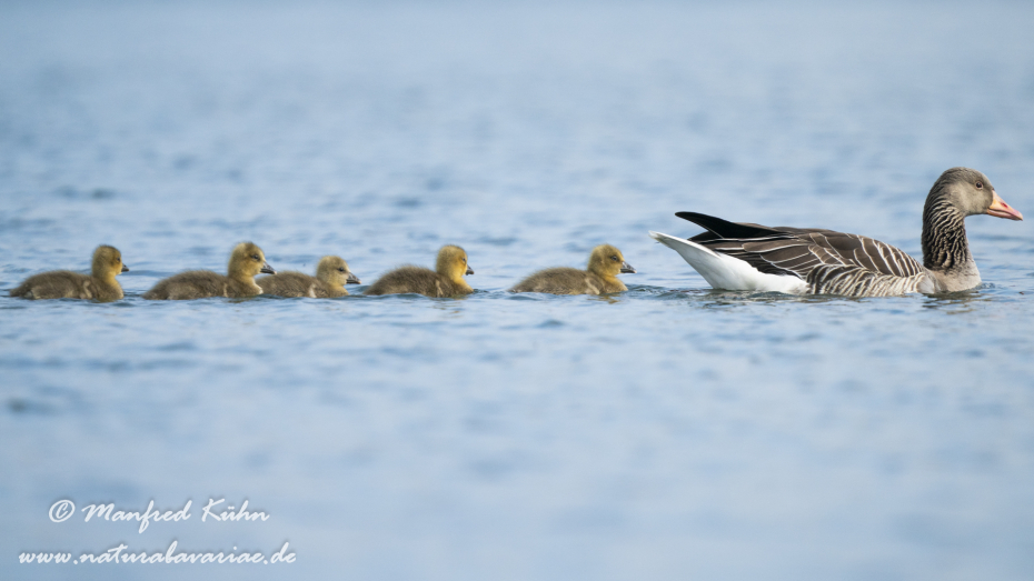 Graugans ()_0215