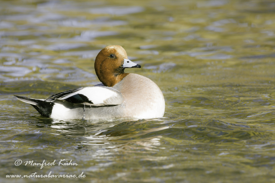 Pfeifente ()_0065