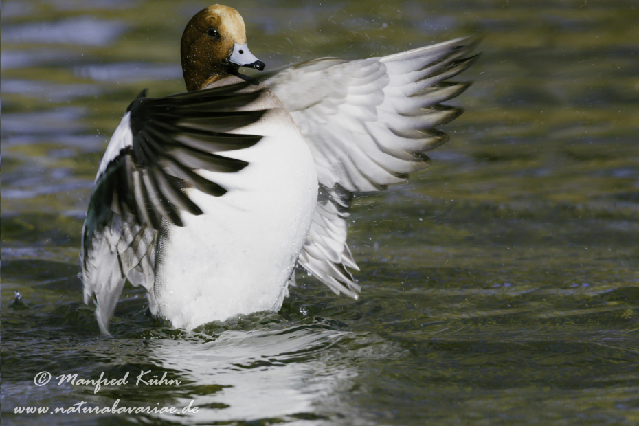 Pfeifente ()_0066
