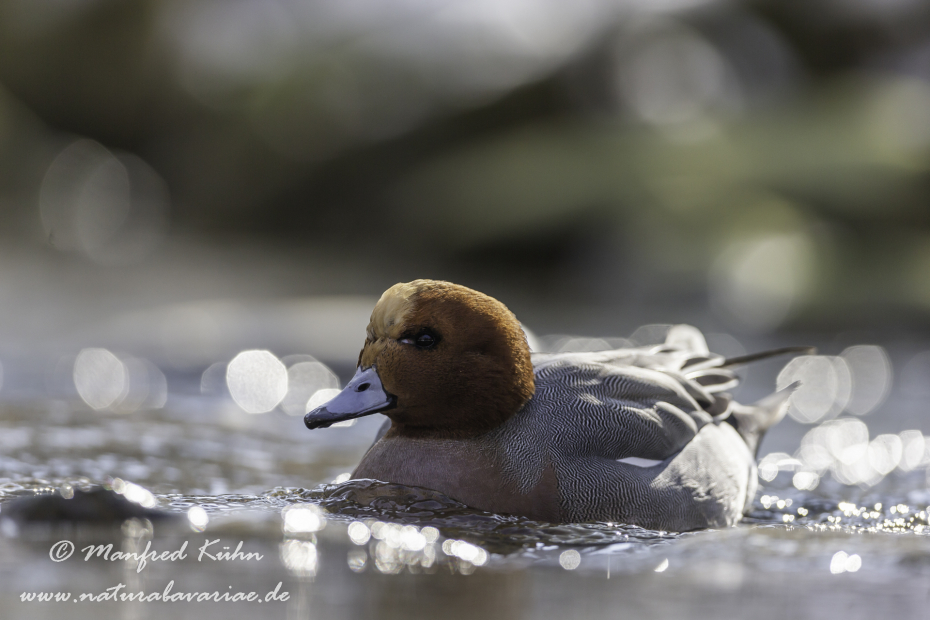 Pfeiffente ()_0096