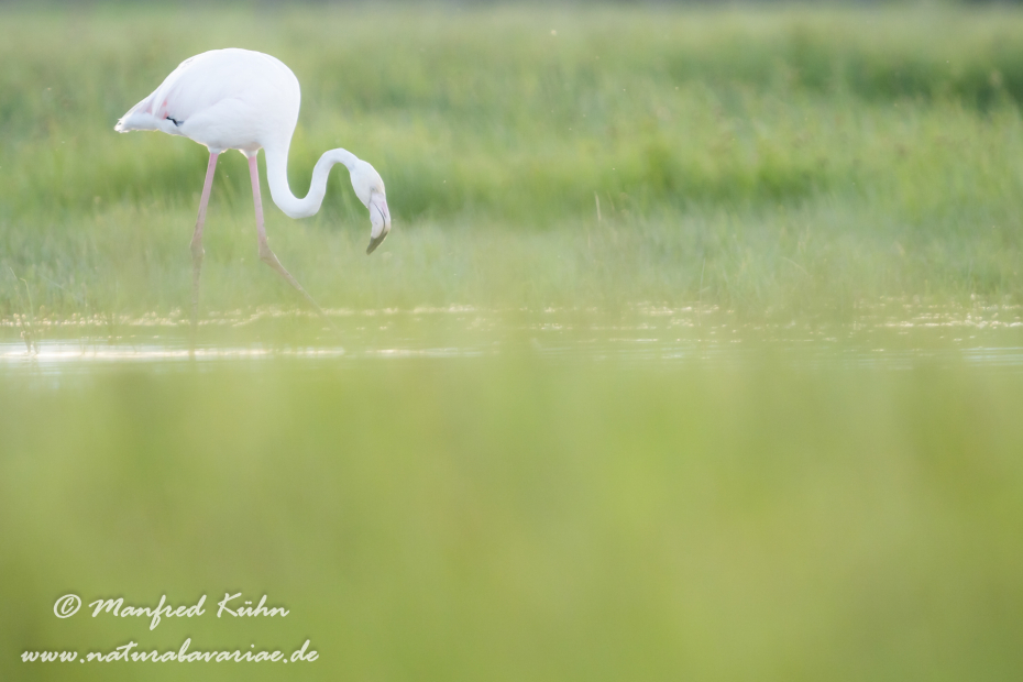 Flamingo (rosa)_0269