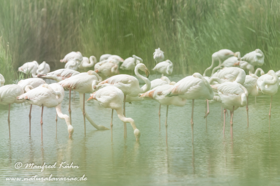 Flamingo (rosa)_0282