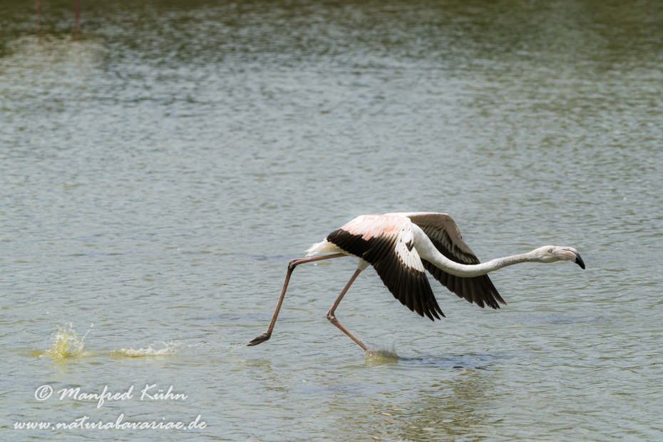Flamingo (rosa)_0287