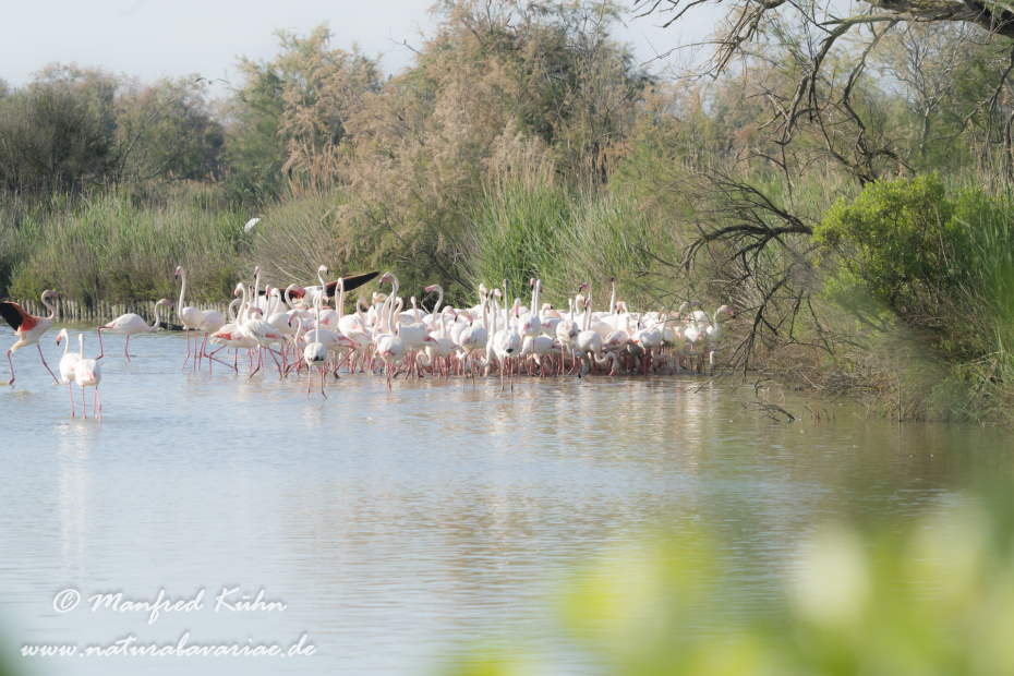Flamingo (rosa)_0300