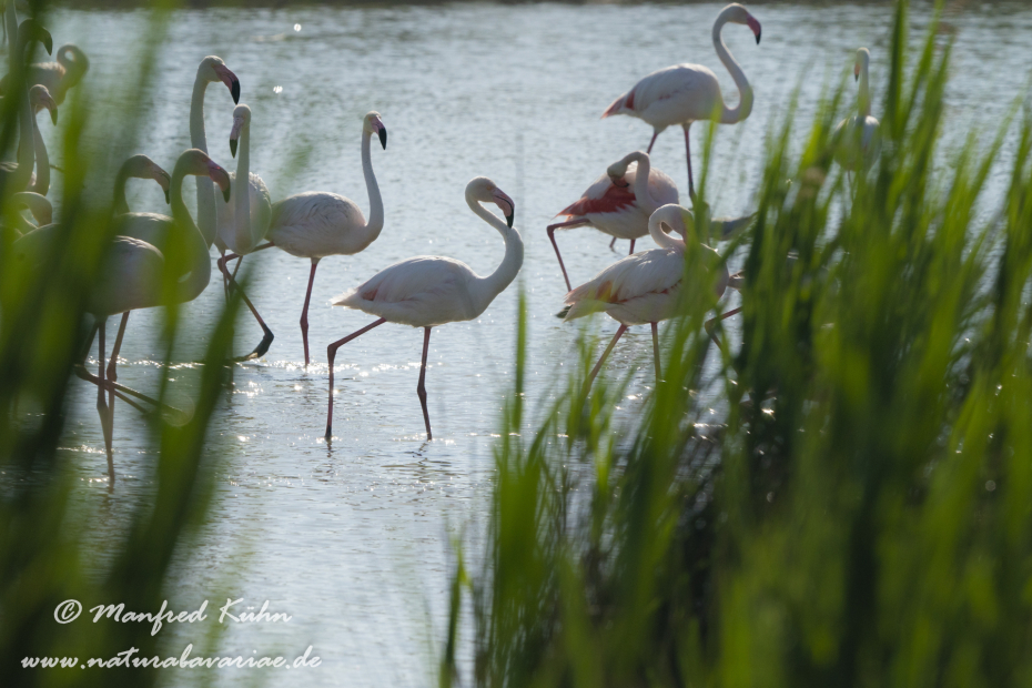 Flamingo (rosa)_0304