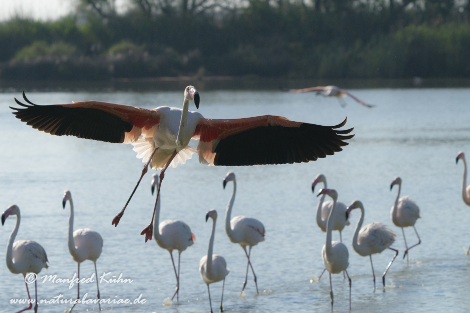 Flamingo (rosa)_0316