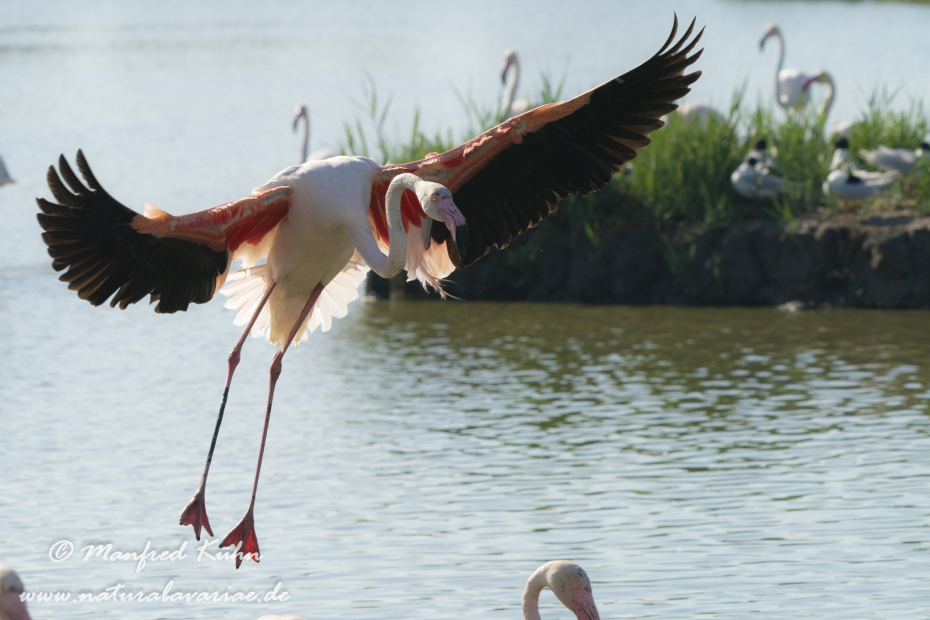 Flamingo (rosa)_0318