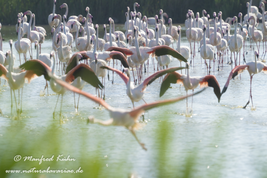 Flamingo (rosa)_0333