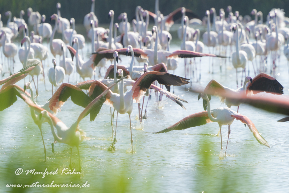 Flamingo (rosa)_0338