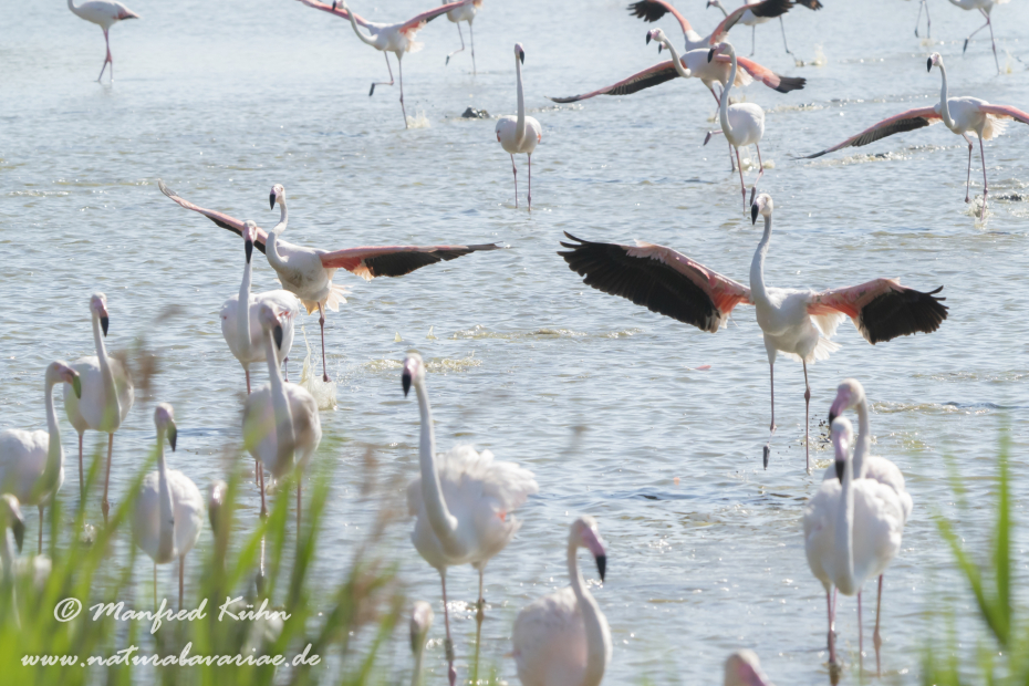 Flamingo (rosa)_0350