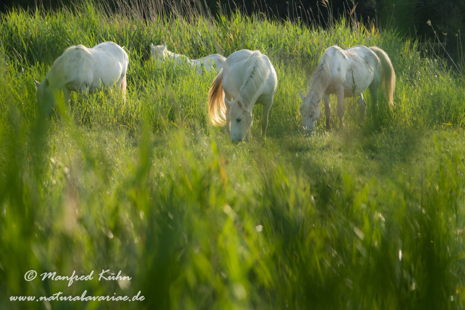 Camarque-Pferd ()_0129