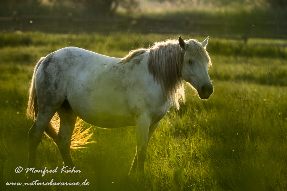Camarque-Pferd ()_0133