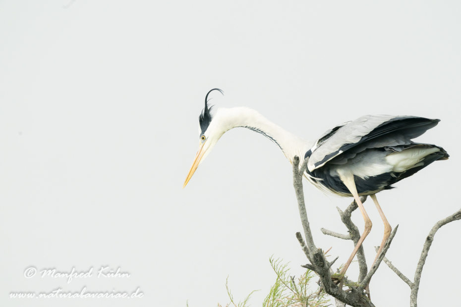 Graureiher ()_0172
