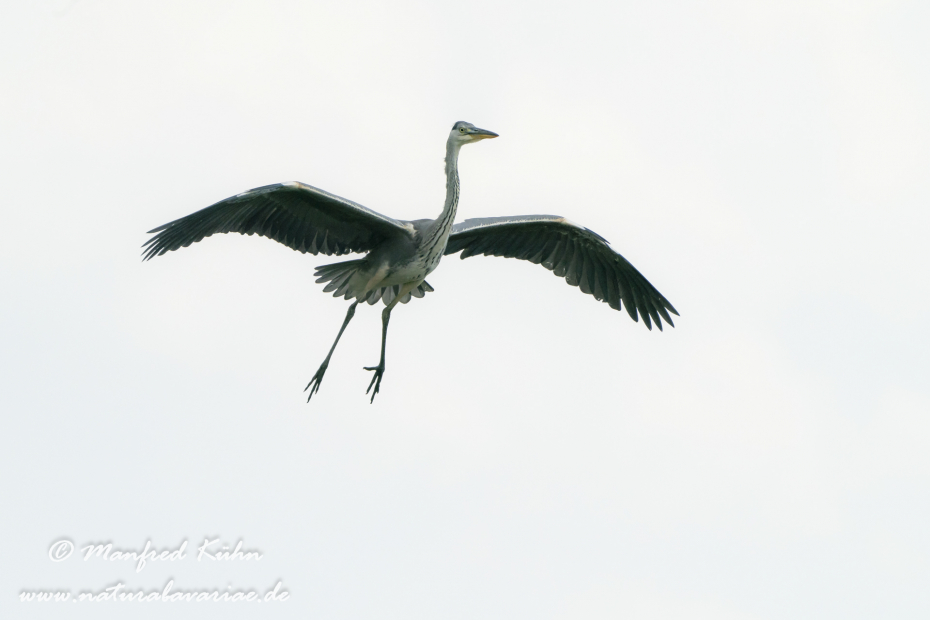 Graureiher ()_0177