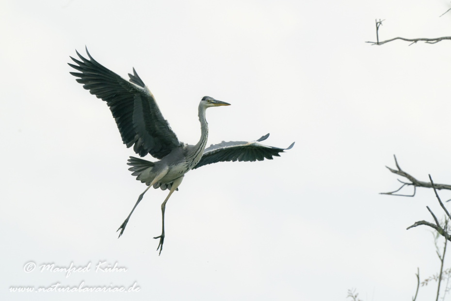 Graureiher ()_0179